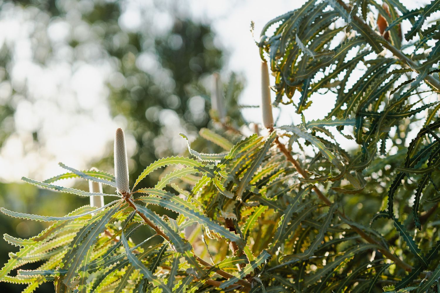 Sunlit green leaves and branches create a natural bokeh effect outdoors.