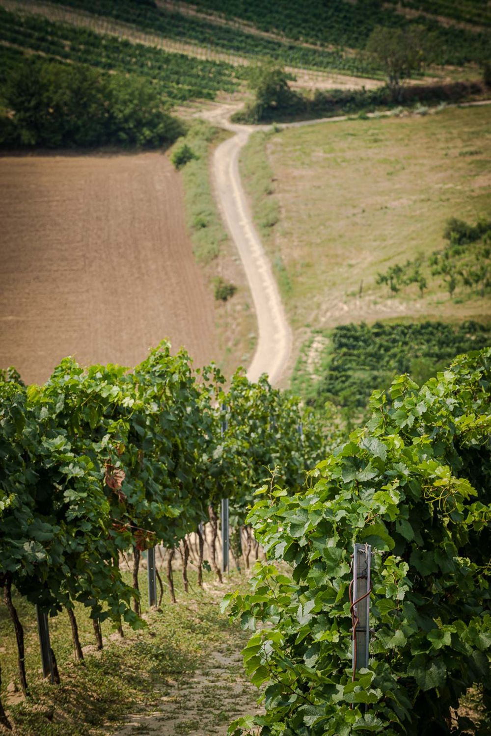 reisten vinařství roku víno fotografie michal schneider foto photo photography akce brand servis cena wine ceník rebschule schmid
