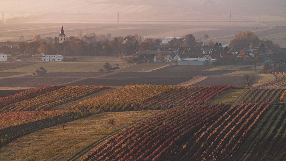 reisten vinařství roku víno fotografie michal schneider foto photo photography akce brand servis cena wine ceník rebschule schmid