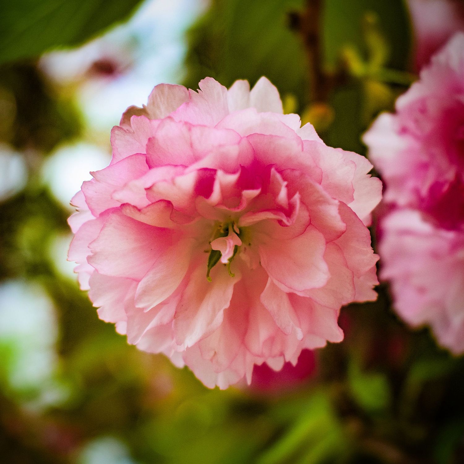 Nature Prints Available @PhotosByJennRoberts