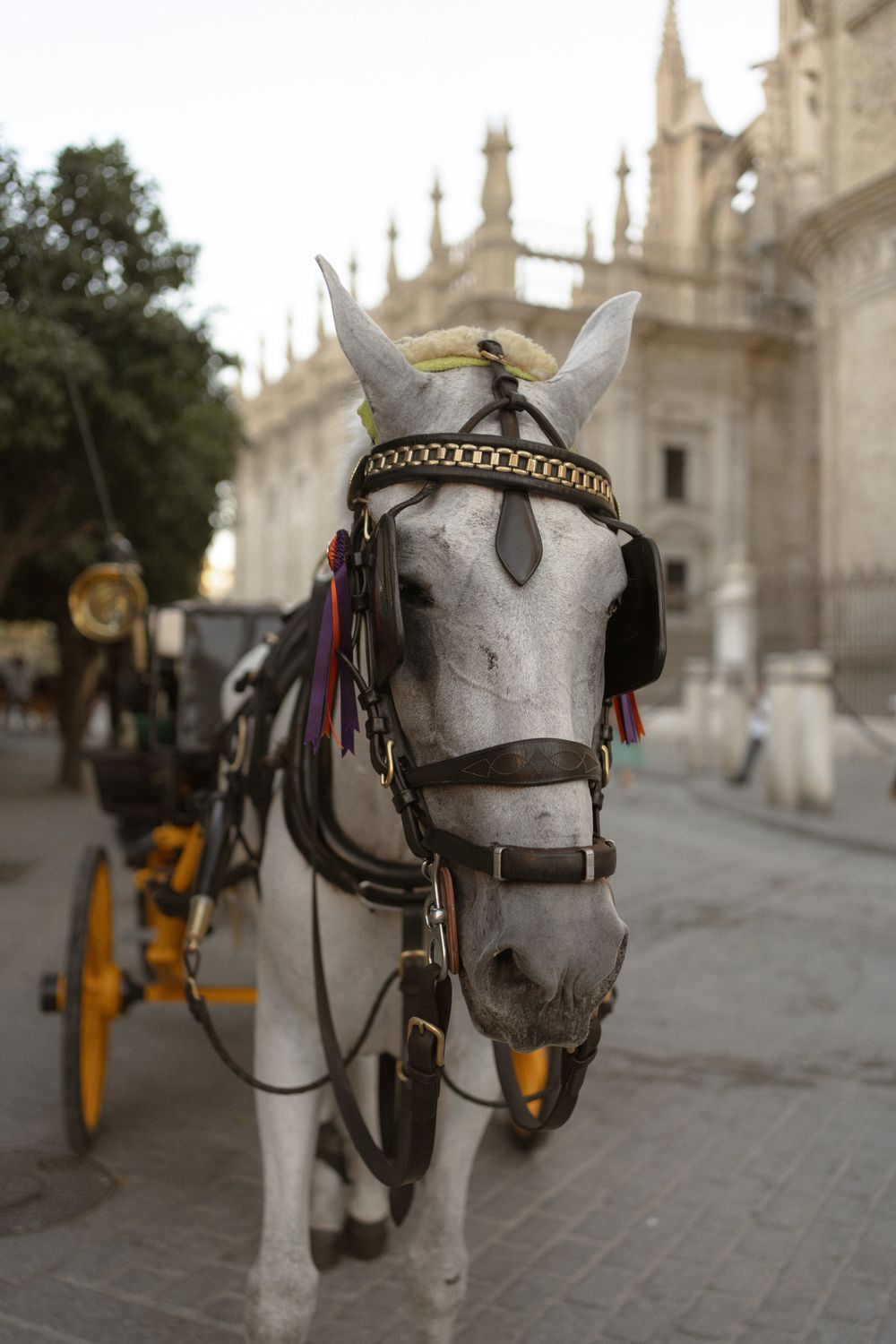 A white carriage horse wearing an ornate bridle and headpiece stands in front of a gothic cathedral.
