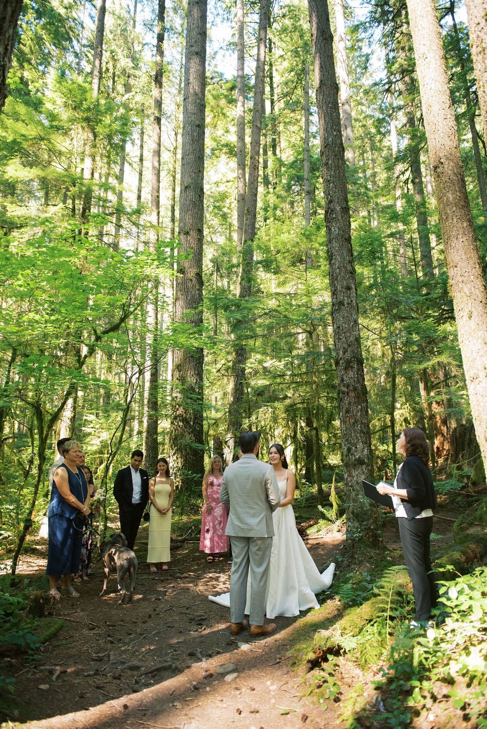 A wedding ceremony takes place in a sunlit forest with guests gathered among tall evergreen trees.