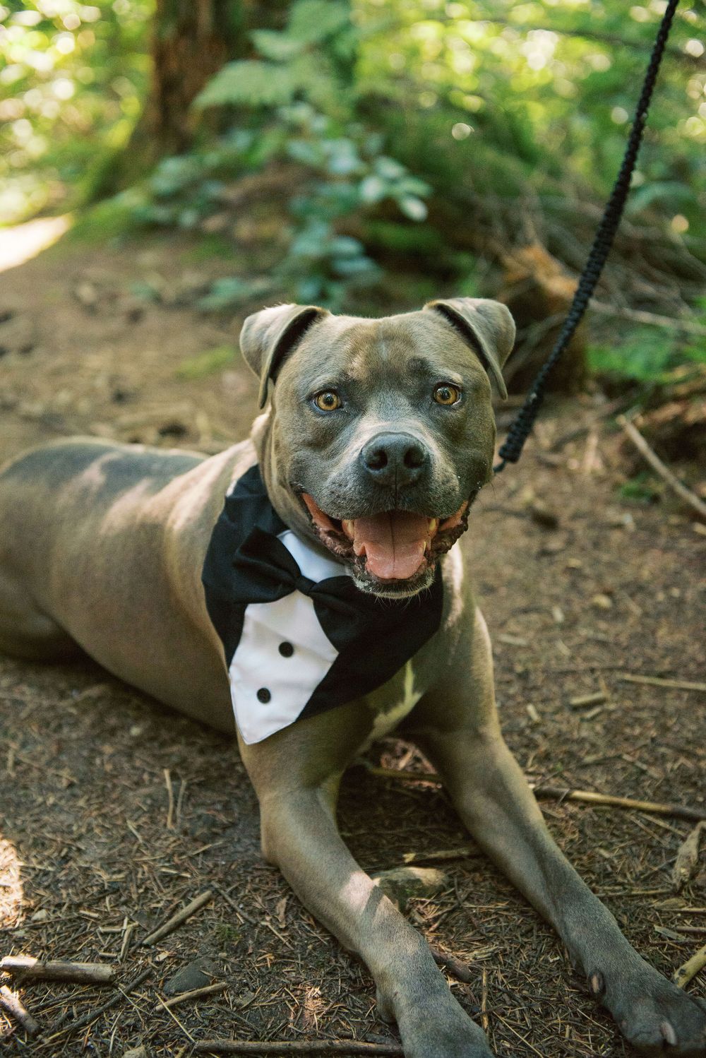 Happy pit bull wearing a black and white bowtie collar lies on forest ground with a joyful expression.