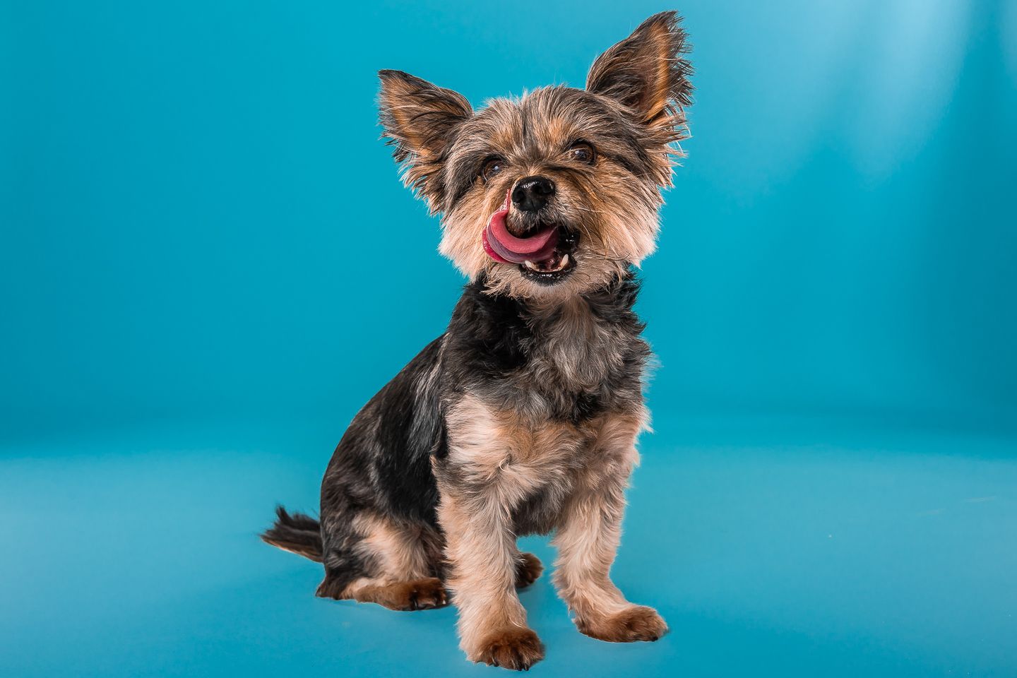 Dog Photography in Dorset, by Kris the photographer