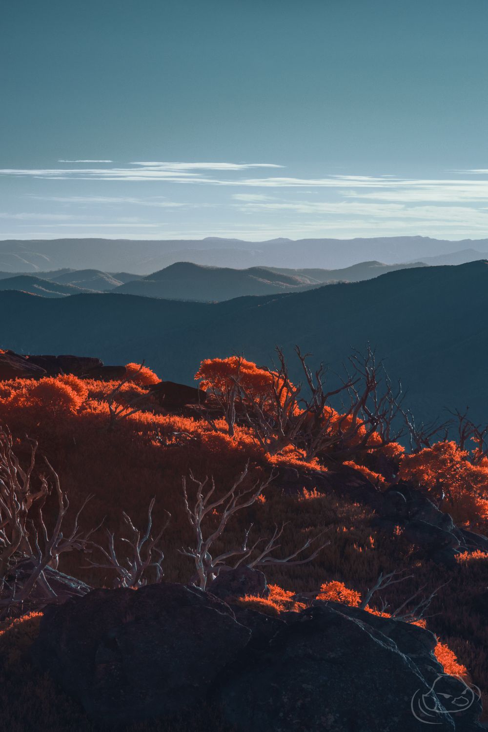 Sunset silhouette - Infrared