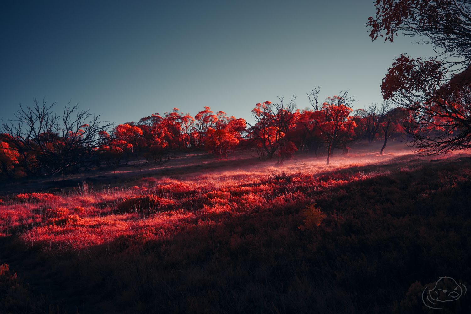 Streaming light - Infrared