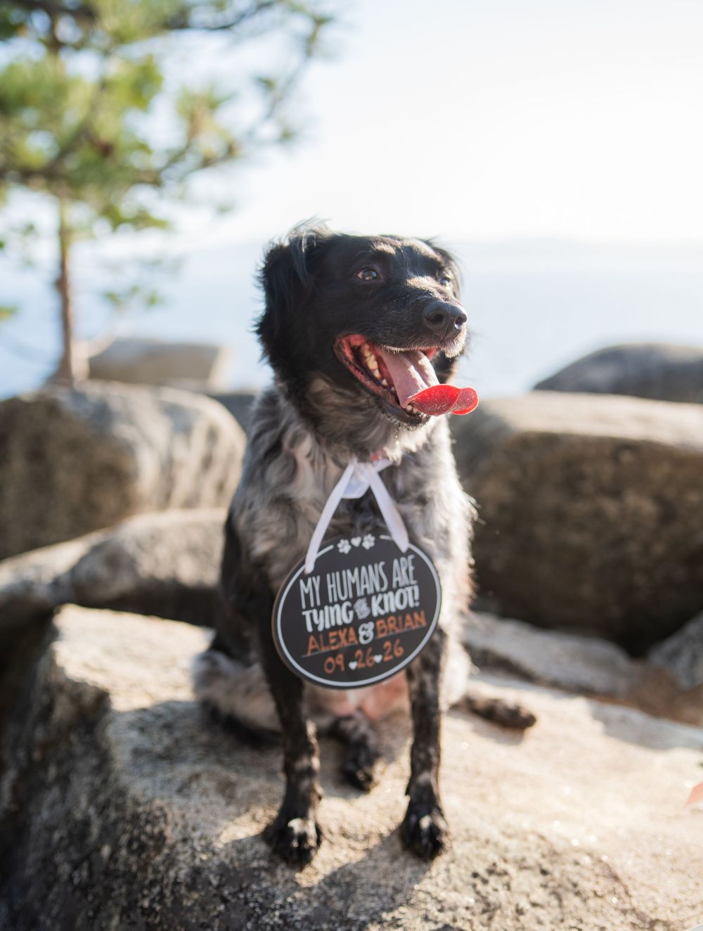 Small black dog wearing a sign on rocky coastal terrain with ocean in background.