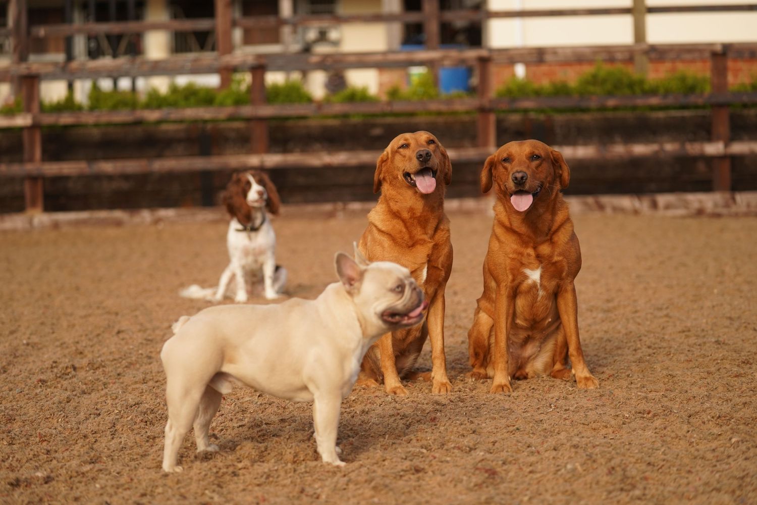 Four dogs of different breeds including a spaniel, mastiff mix, and golden mixes sitting together in a dirt arena.