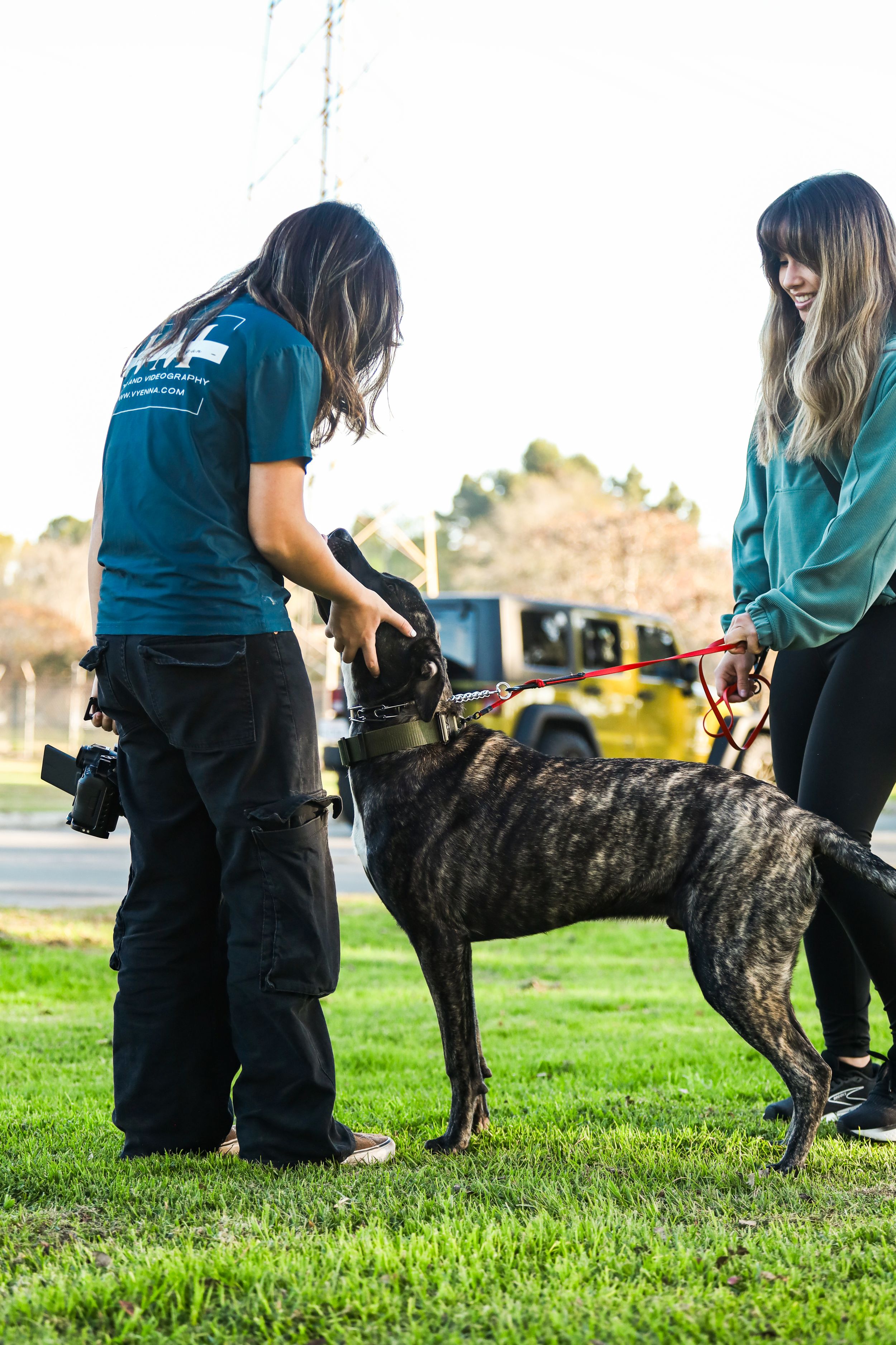 Dog trainer in blue shirt works with a brindle dog on grassy field during outdoor training session.