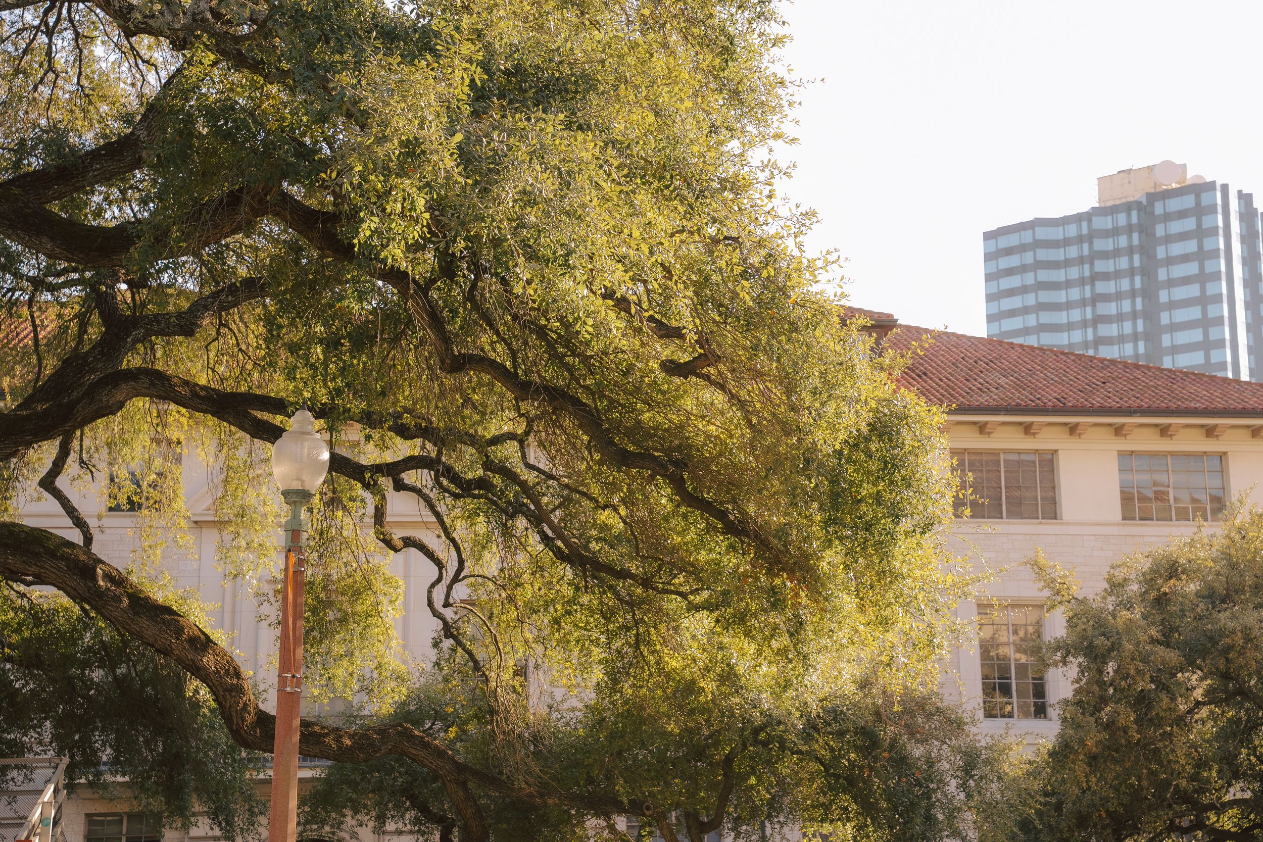 Large branches of a mature oak tree drape over a beige building with a modern high-rise visible in the background.