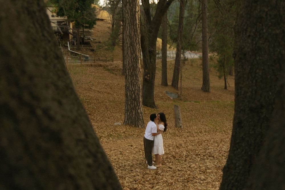A romantic moment between two figures standing among tall pine trees on a carpet of fallen leaves.