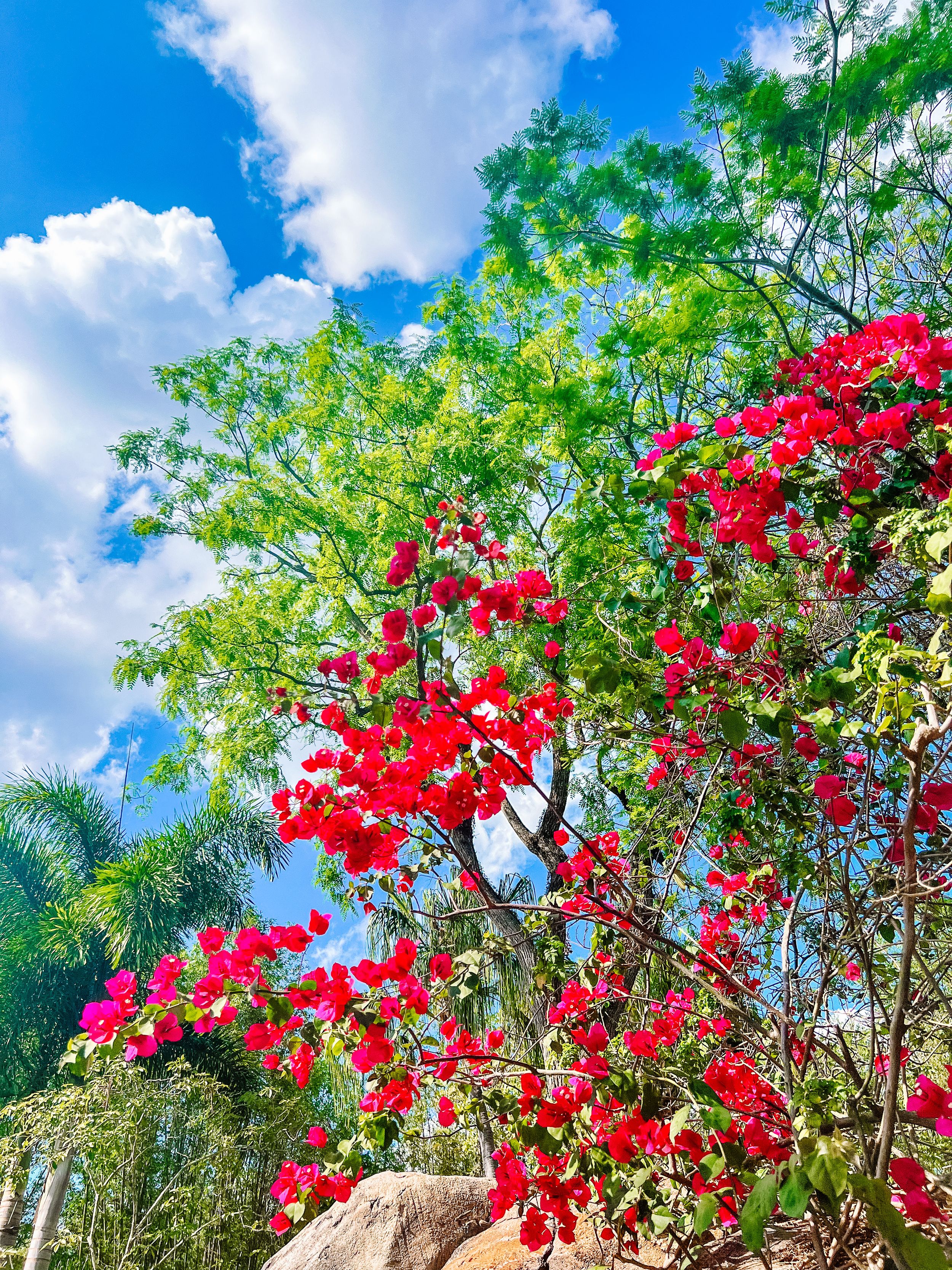 Vibrant red bougainvillea flowers bloom against green trees and blue sky with white clouds on a sunny day.