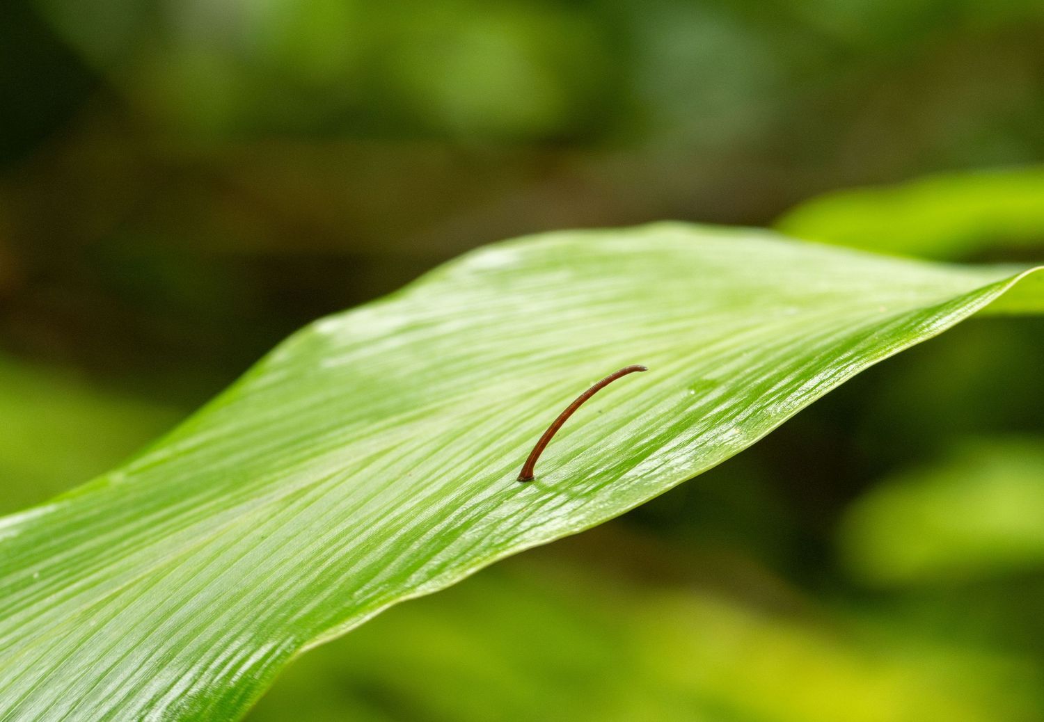 Macro shot of green palm or bamboo leaves with natural light filtering through.