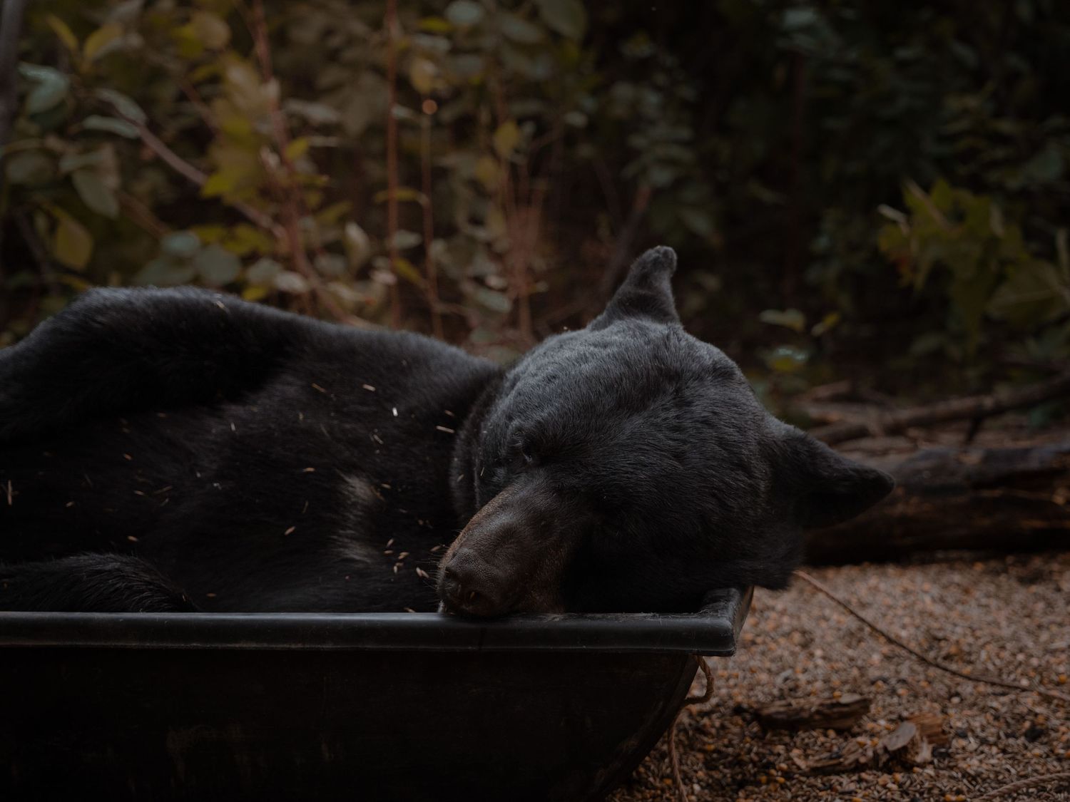 Black bear sleeping on forest ground covered in fallen leaves.