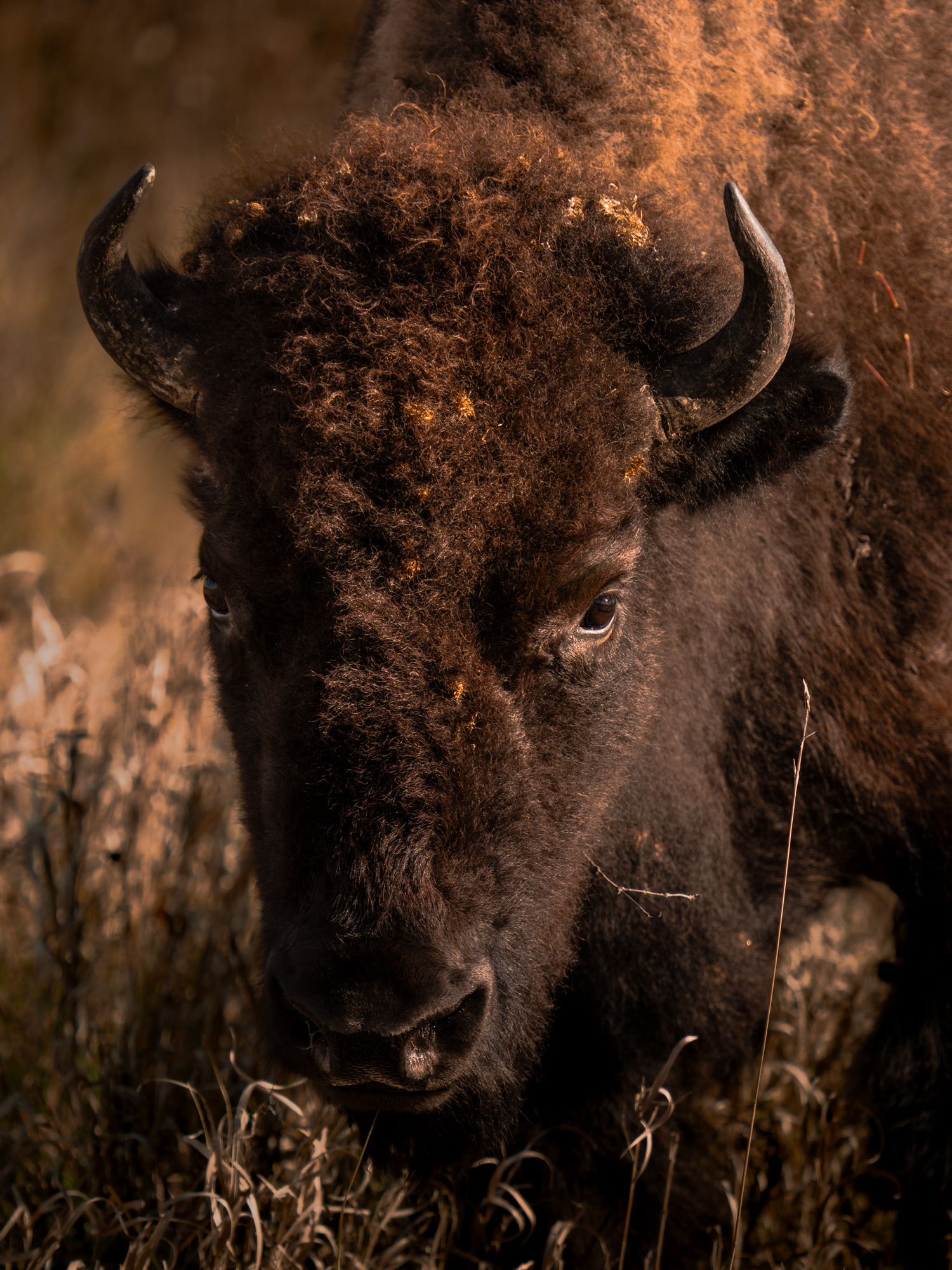 Close-up portrait of a bison's face showing textured fur and curved horns in warm light.