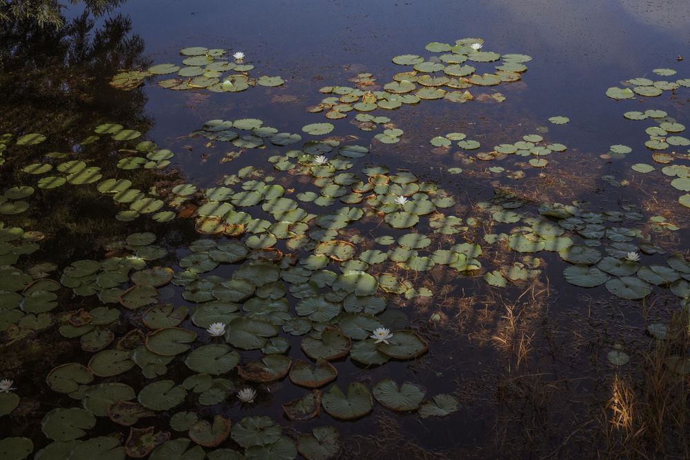 Lily pads floating on dark water creating a natural pattern across the surface.