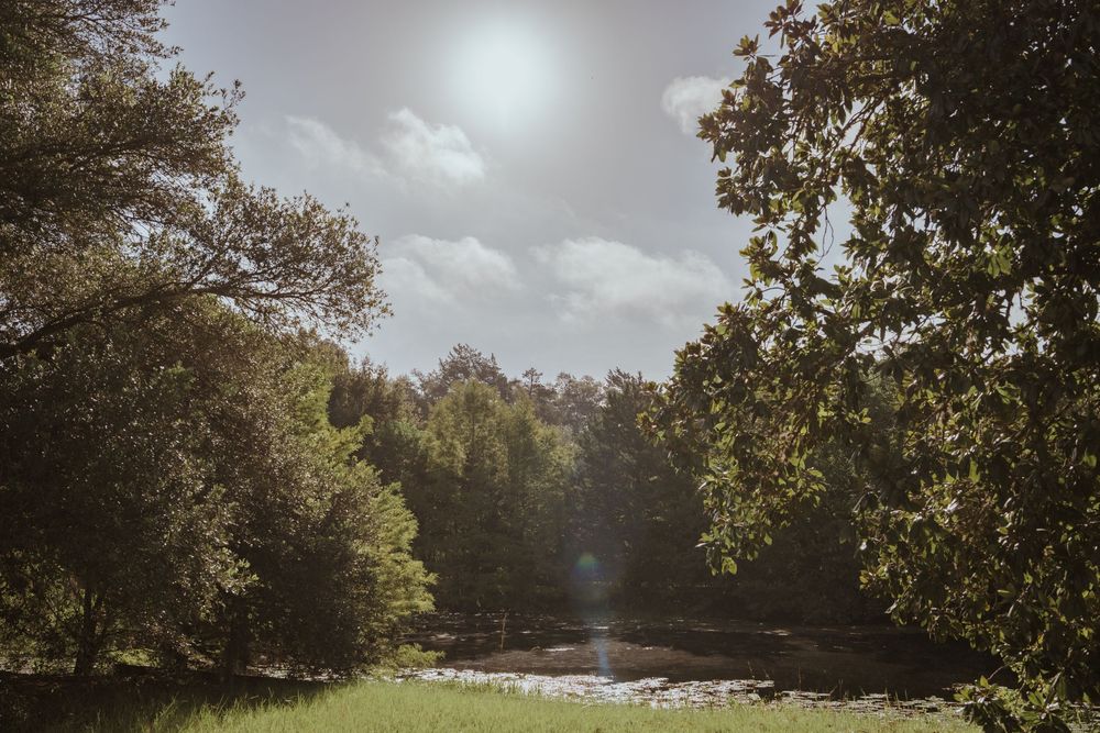 Tranquil lake view with overhanging trees and sunlight filtering through clouds.