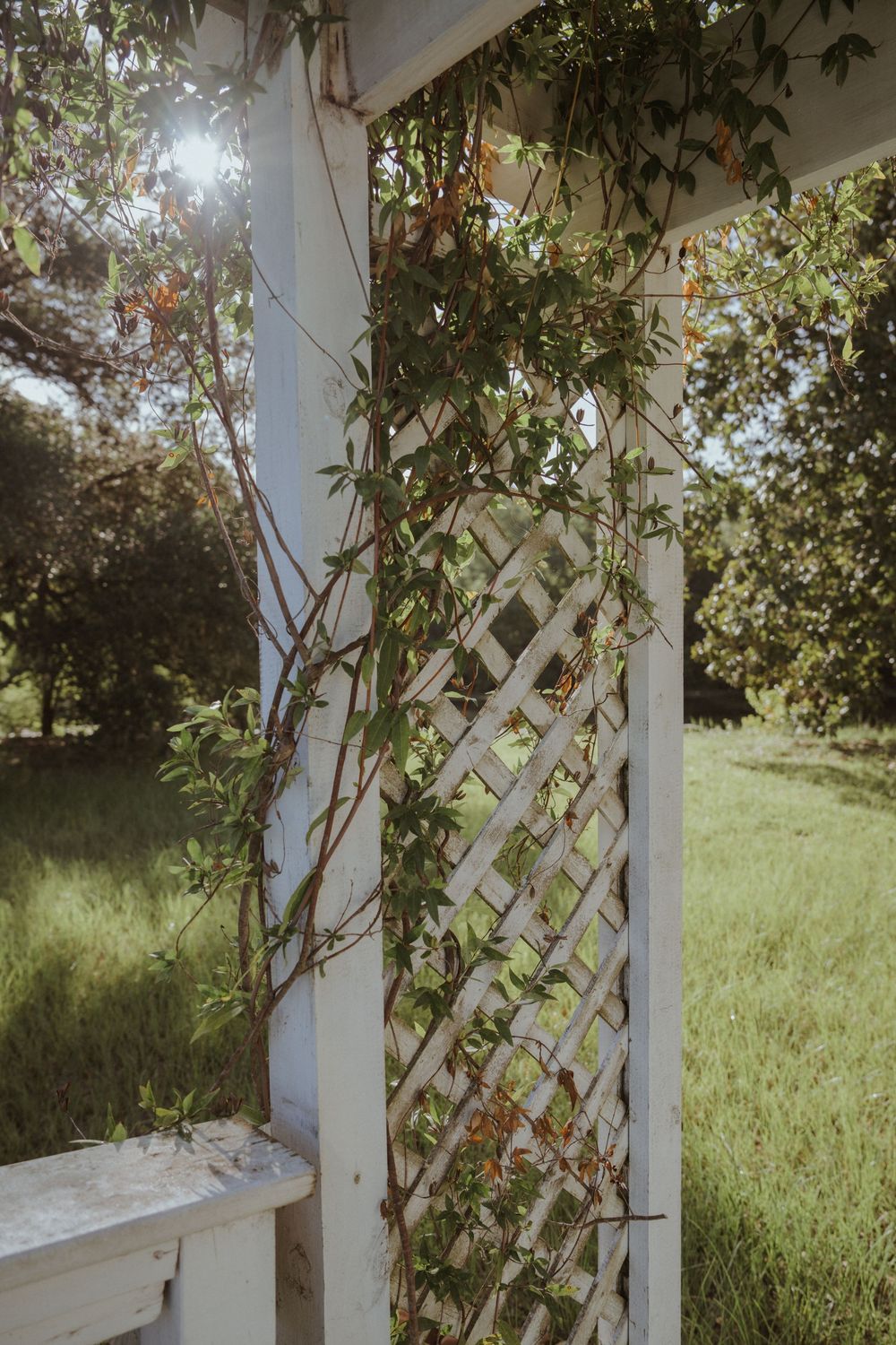 White lattice garden trellis covered in climbing vines and greenery against a sunlit background.