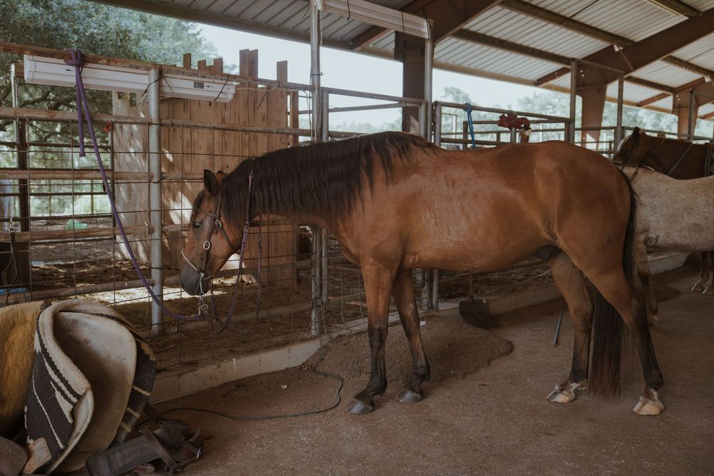 A brown horse stands in a covered stable area with metal gates and equipment visible.