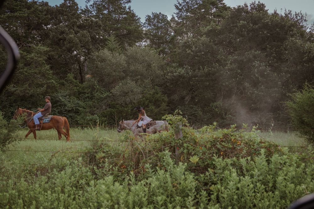 Scenic view of a lush green meadow with trees and horses in the background.