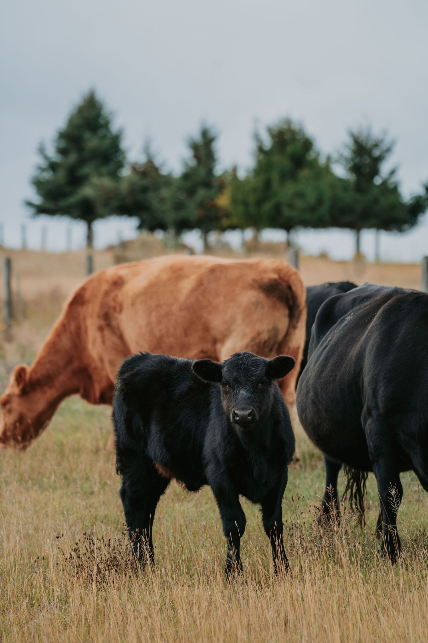Black and brown cattle grazing together in a grassy field with evergreen trees in the background.