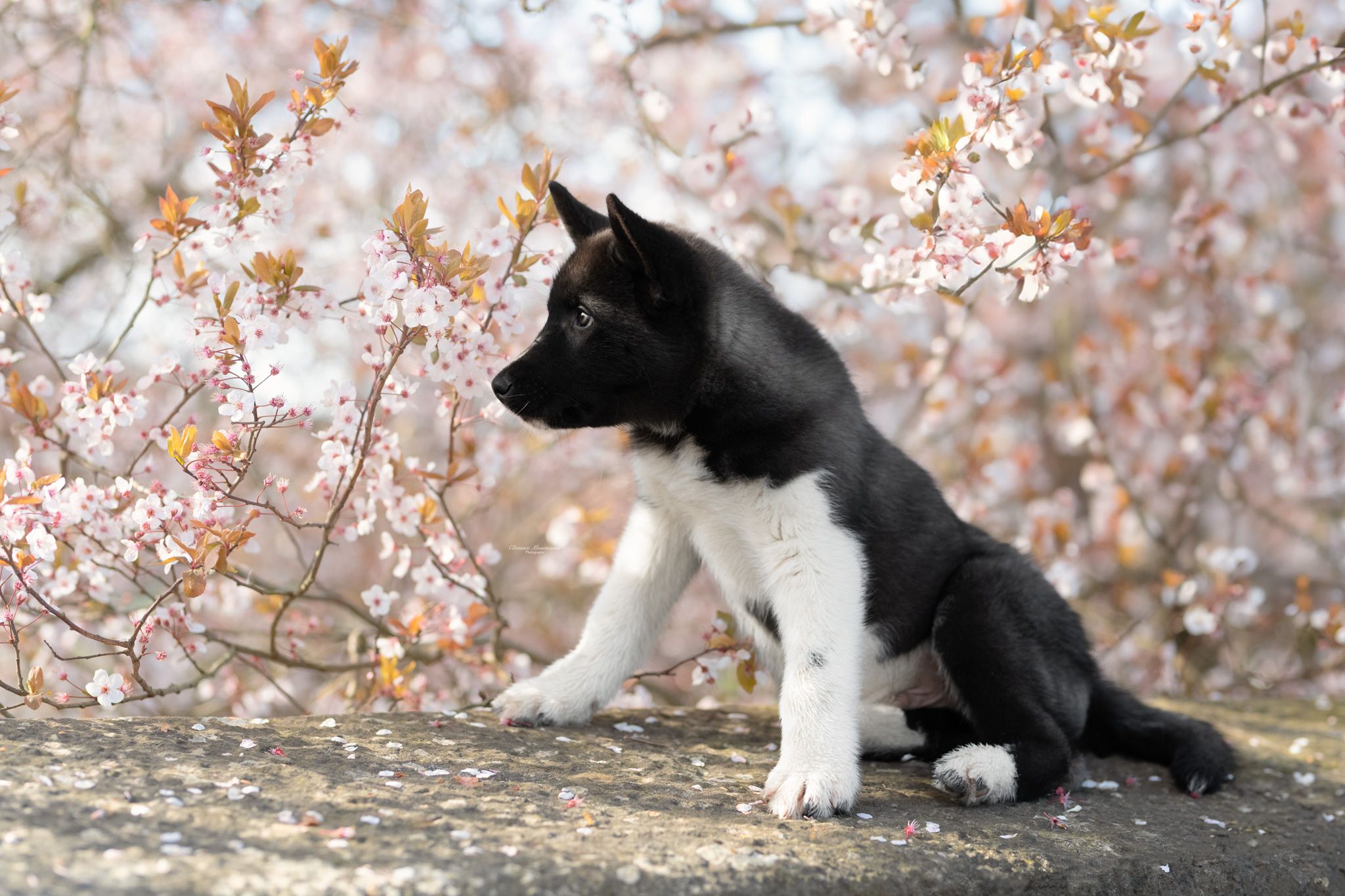 Black and white cat sits gracefully under blooming cherry blossom trees in spring.
