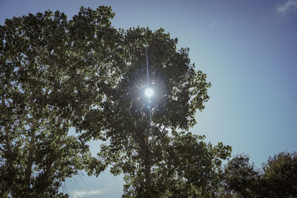 Sunlight filters through tall trees against a bright blue sky creating a natural cathedral effect.