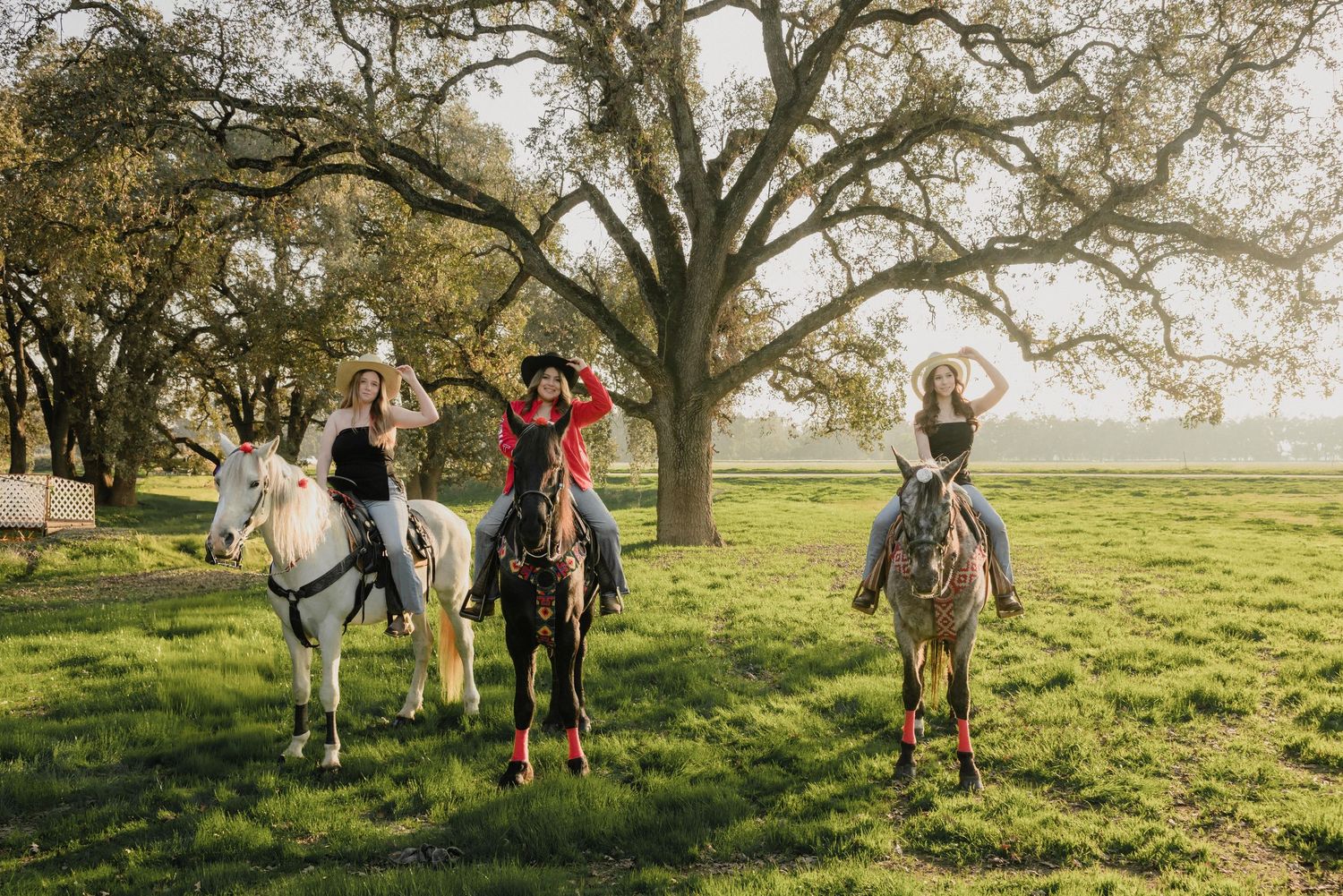 Three horses and riders enjoy a scenic trail ride through a grassy field with oak trees.