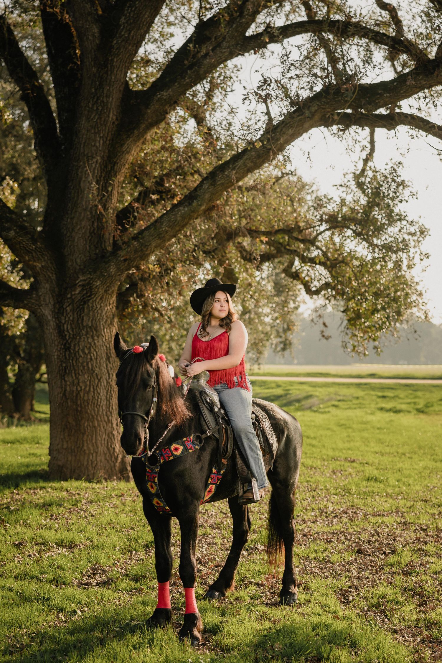 A black horse stands in a grassy field under large oak trees during golden hour.