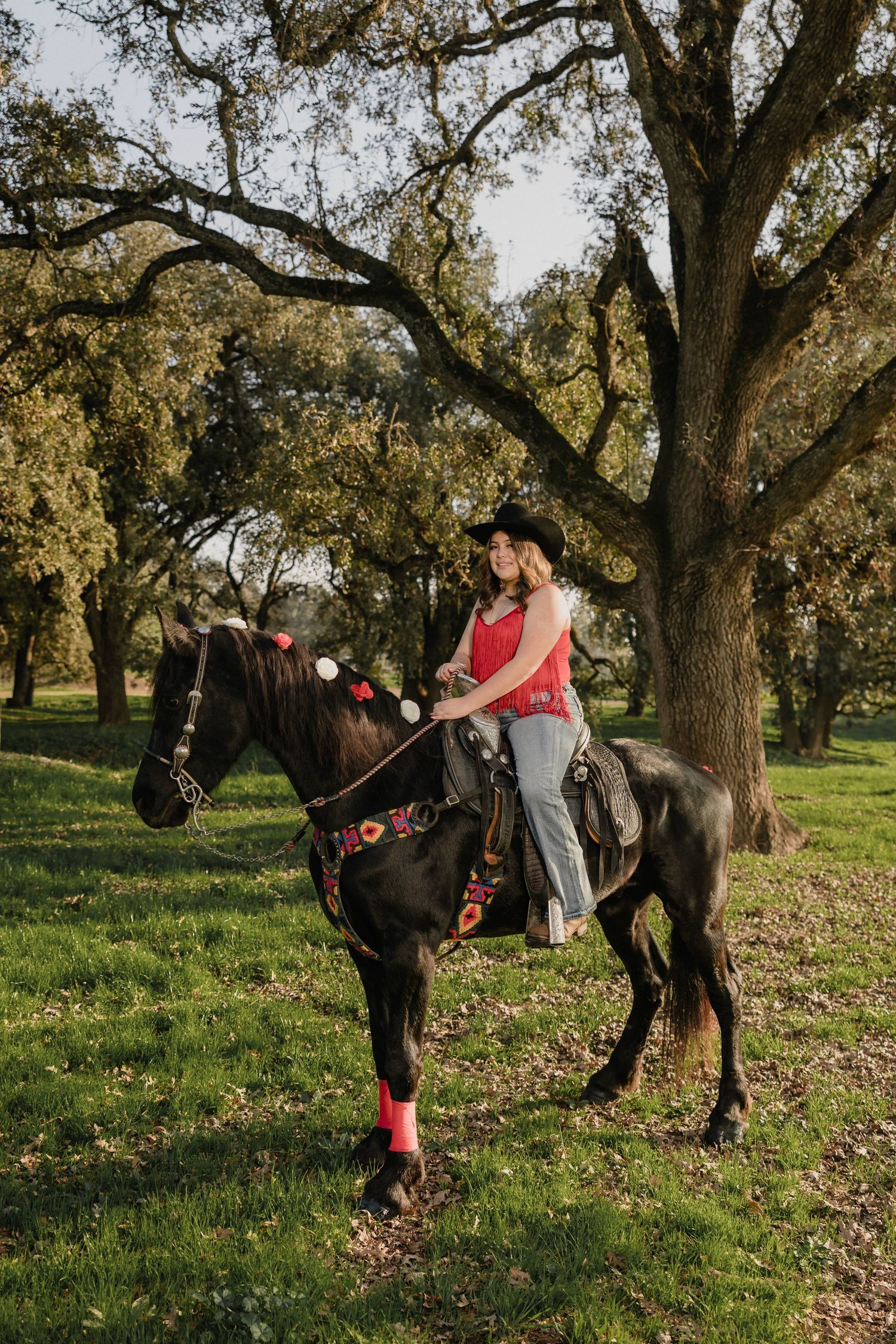Two horses with red and black tack rest under sprawling oak trees in a pastoral setting.