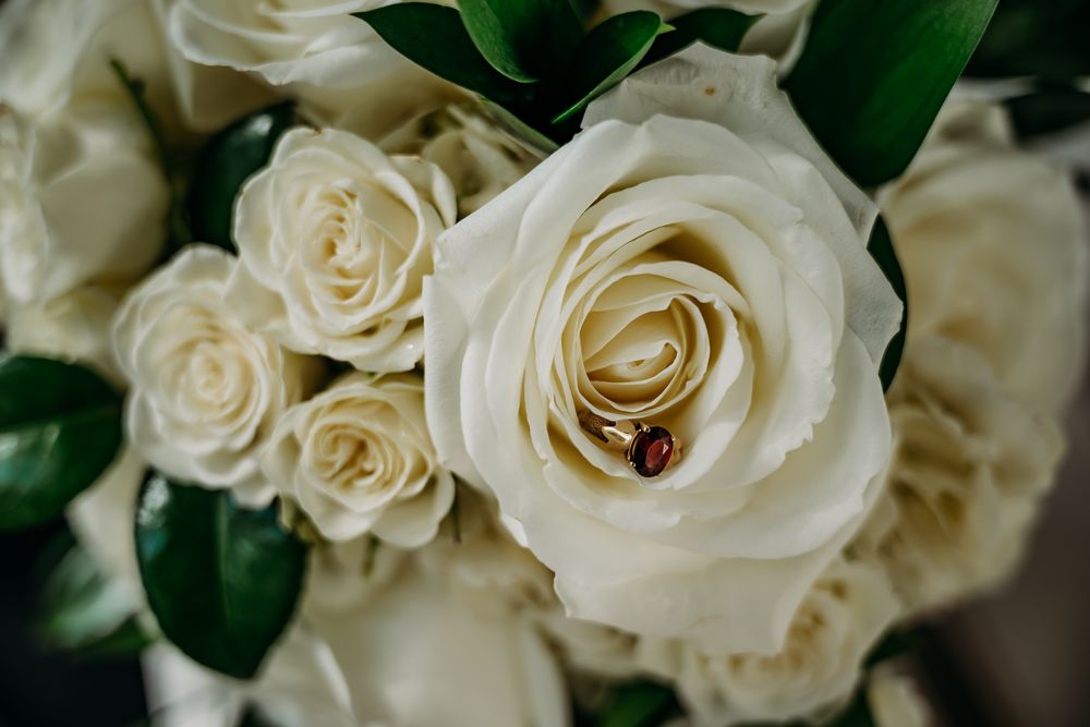 Closeup of pristine white roses with dark green leaves in a wedding bouquet.