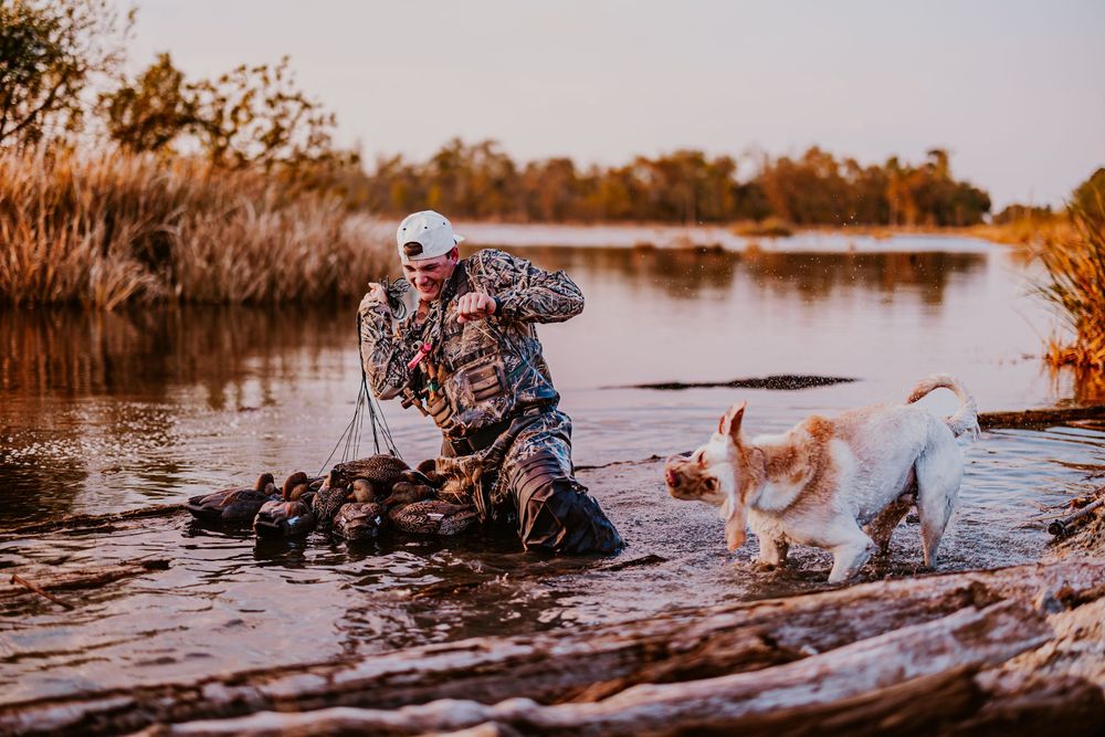 Yellow lab retriever joins hunter in wetland during autumn duck hunting session.