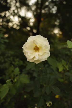 A delicate white rose blooms against a dark bokeh background in a garden setting.