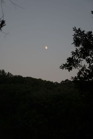 Full moon rising over dark treeline silhouettes against dusky evening sky.