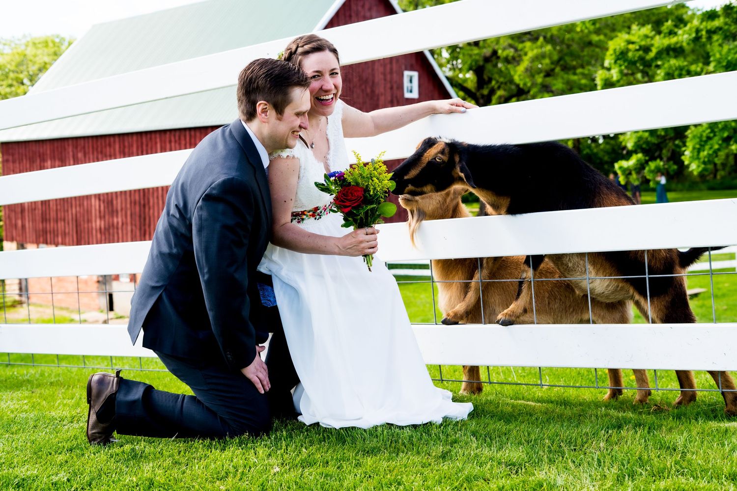 A couple in wedding attire kneels by a white fence to pet horses on a farm with a red barn in the background.