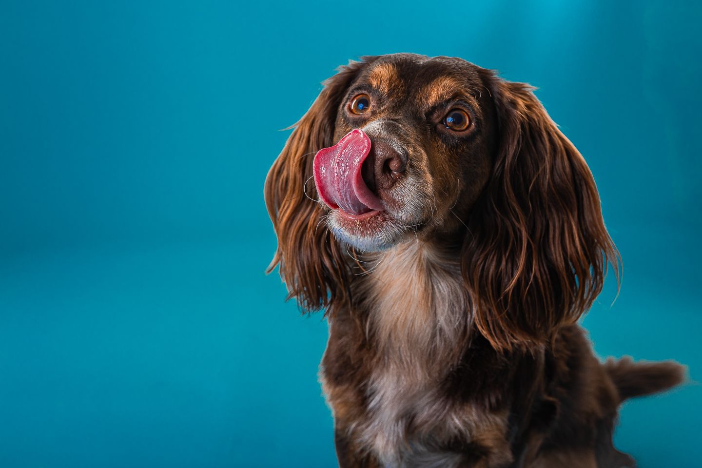 Dog studio photography by Dorset photographer Kris the Photographer