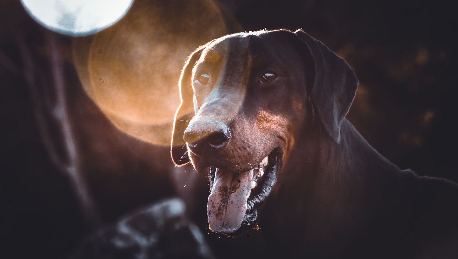 A close-up portrait of a brown dog with backlit rim lighting against a dark background with a glowing moon.