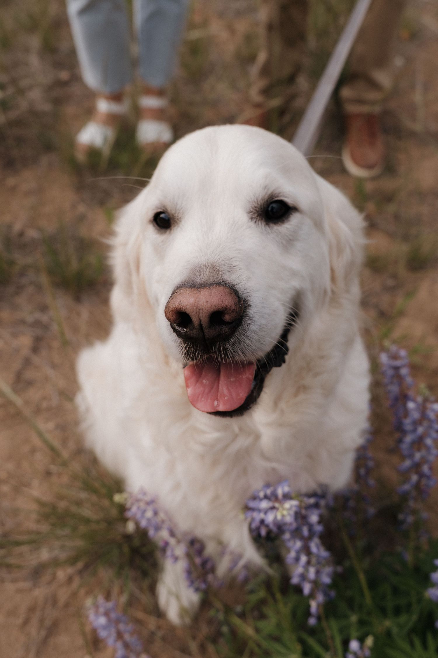 Close-up series of a happy white dog with a smiling expression next to purple wildflowers in nature.