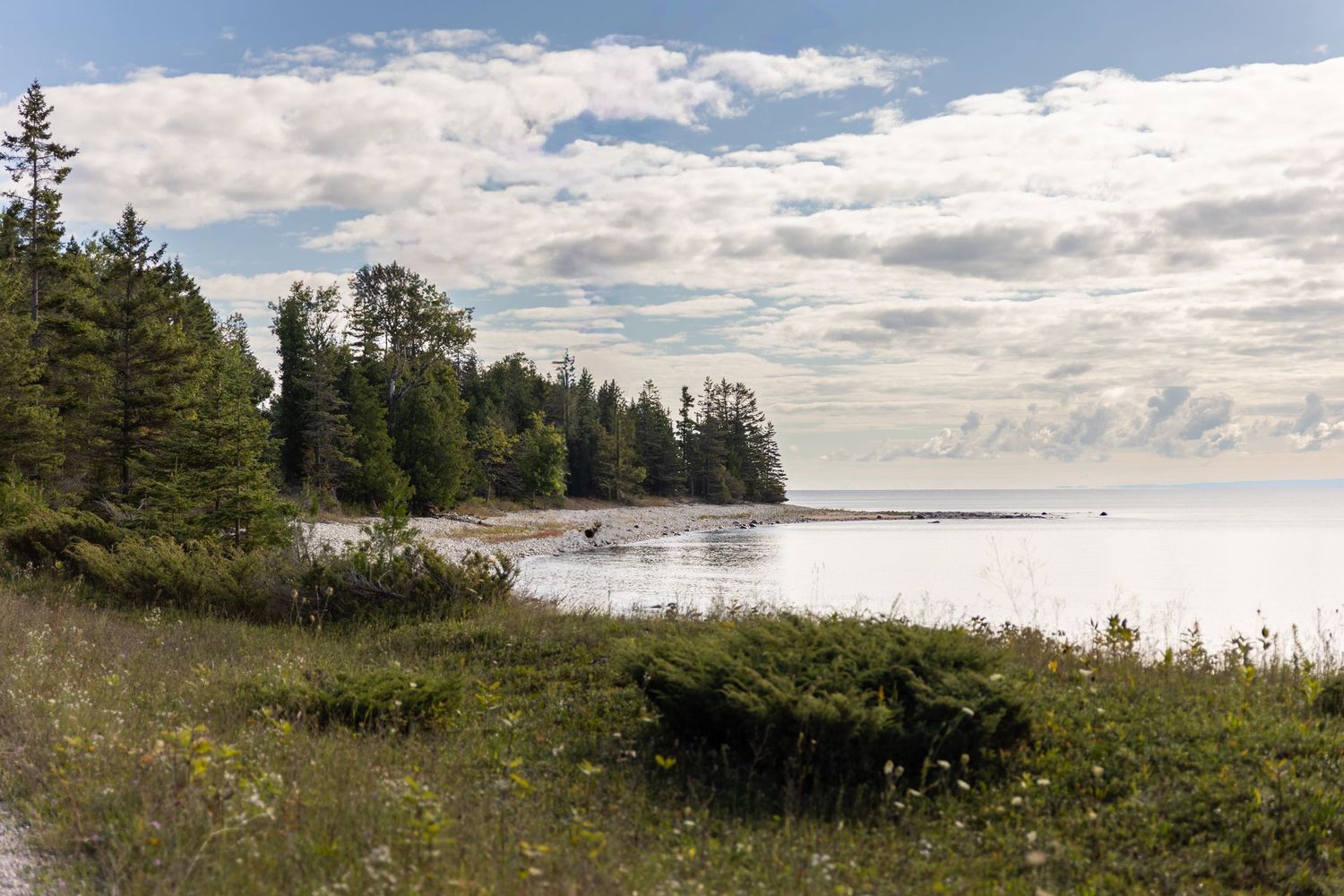 A peaceful coastal landscape with tall evergreen trees along a calm shoreline under cloudy skies.