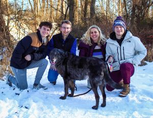 A chocolate lab dog plays in the snow with people on a winter day.