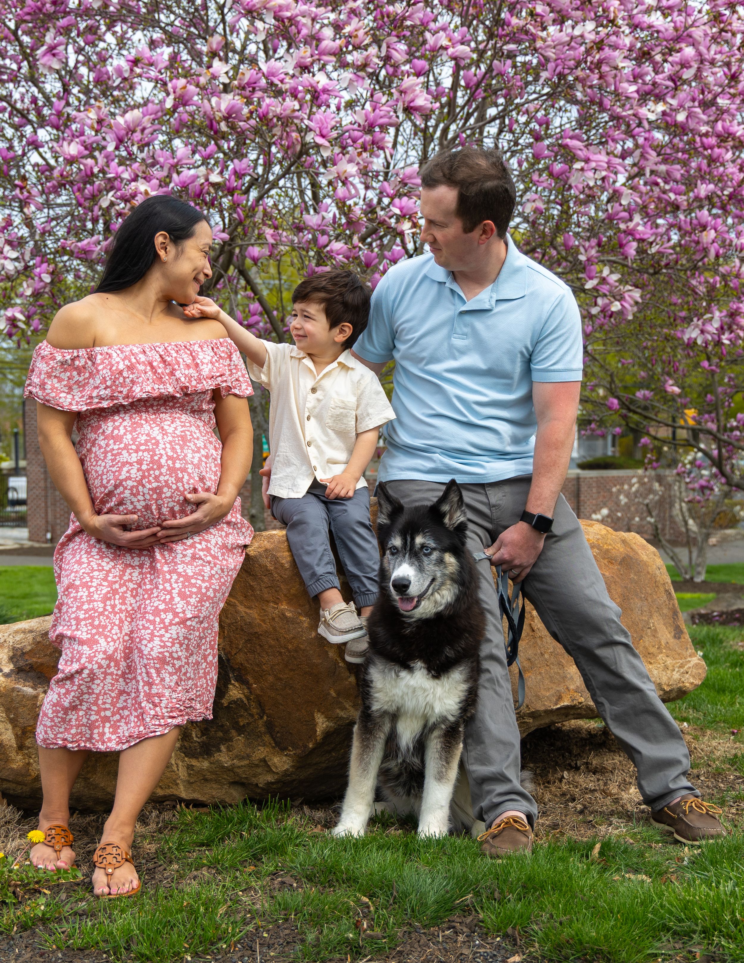 A family poses with their Husky dog under blooming pink cherry blossoms while sitting on large rocks.