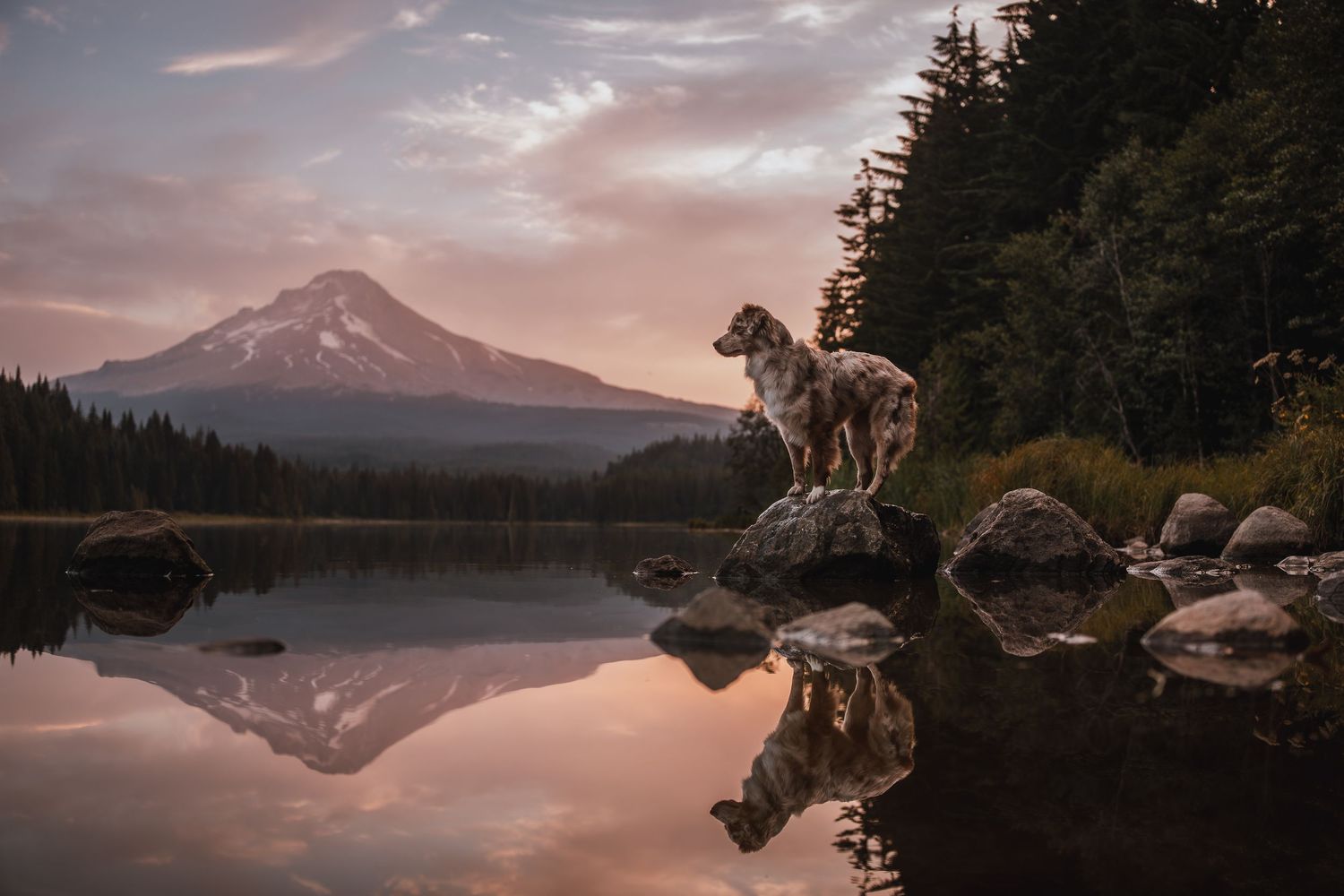 Australian Shepherd at mt hood with a reflection of the dog and the mountains