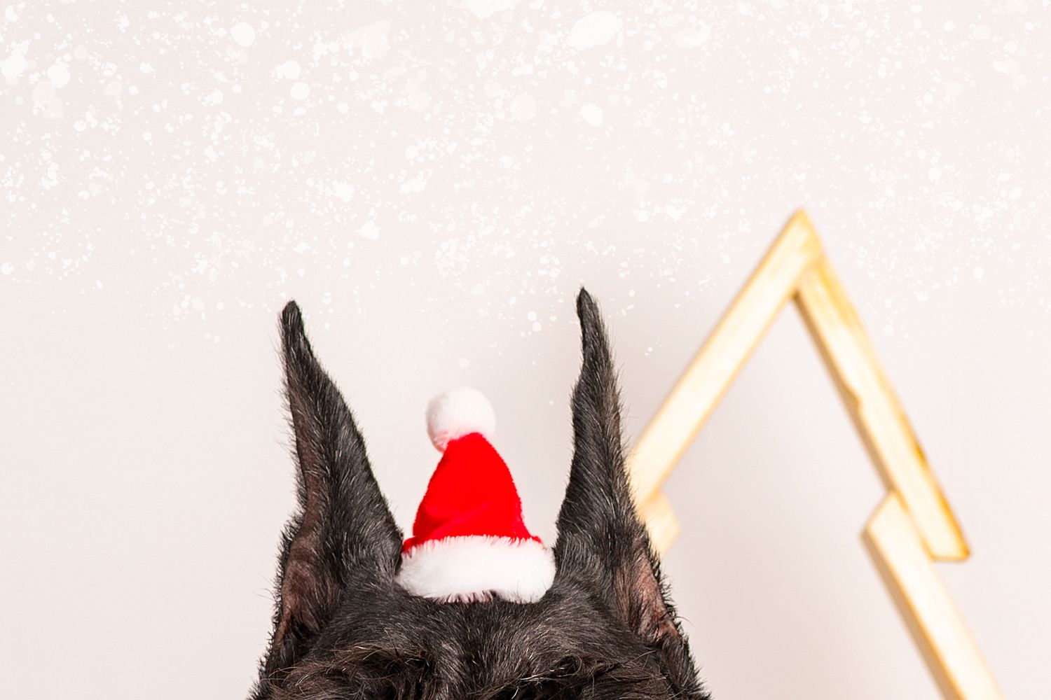 Dog Portrait of a Giant Schnauzer wearing a Christmas hat by Tripdog Photography, Red Deer Alberta Photographer