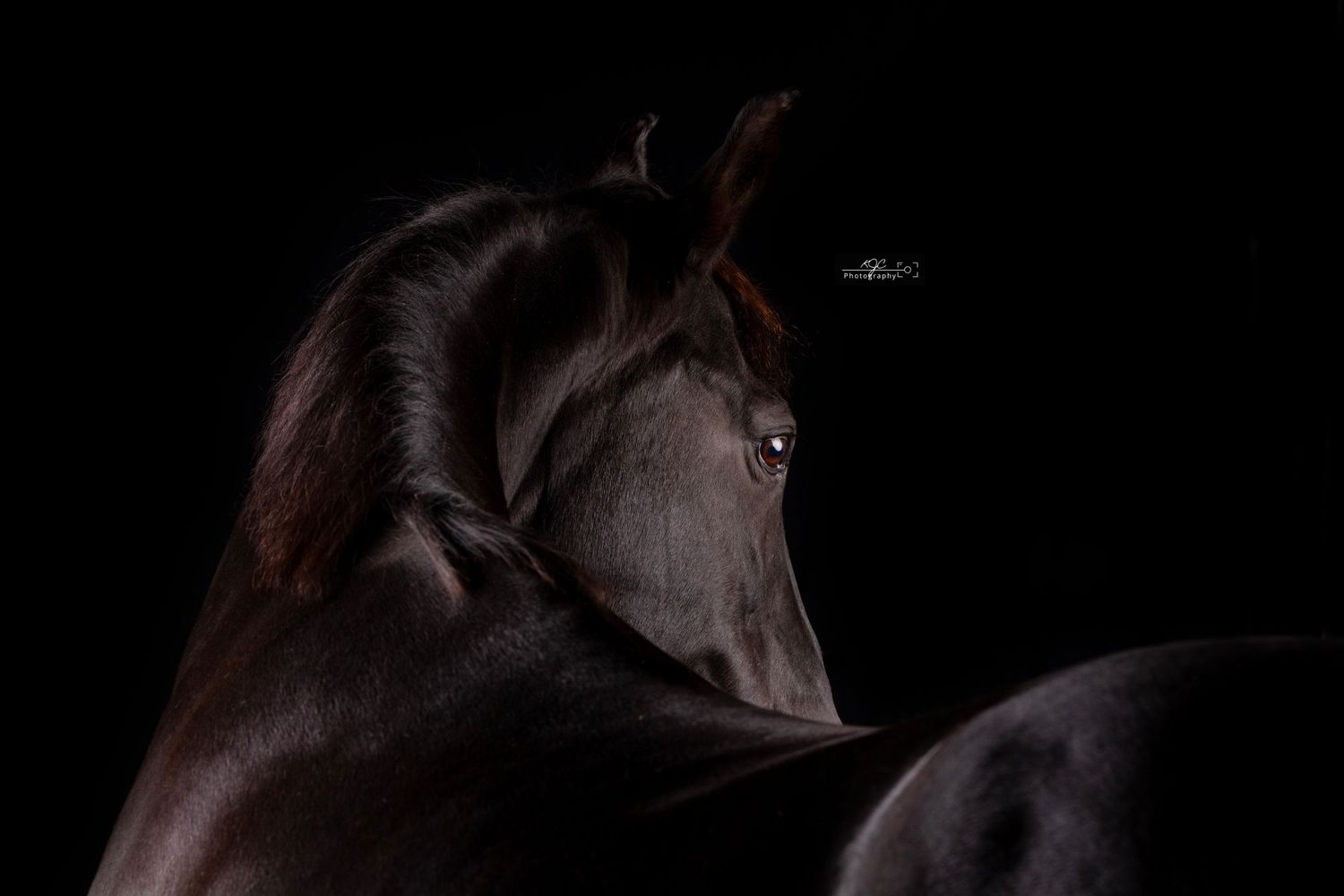 Equine Fine Art paardenfotografie. Fotoshoot met paard in een mobiele studio door professionele paardenfotograaf