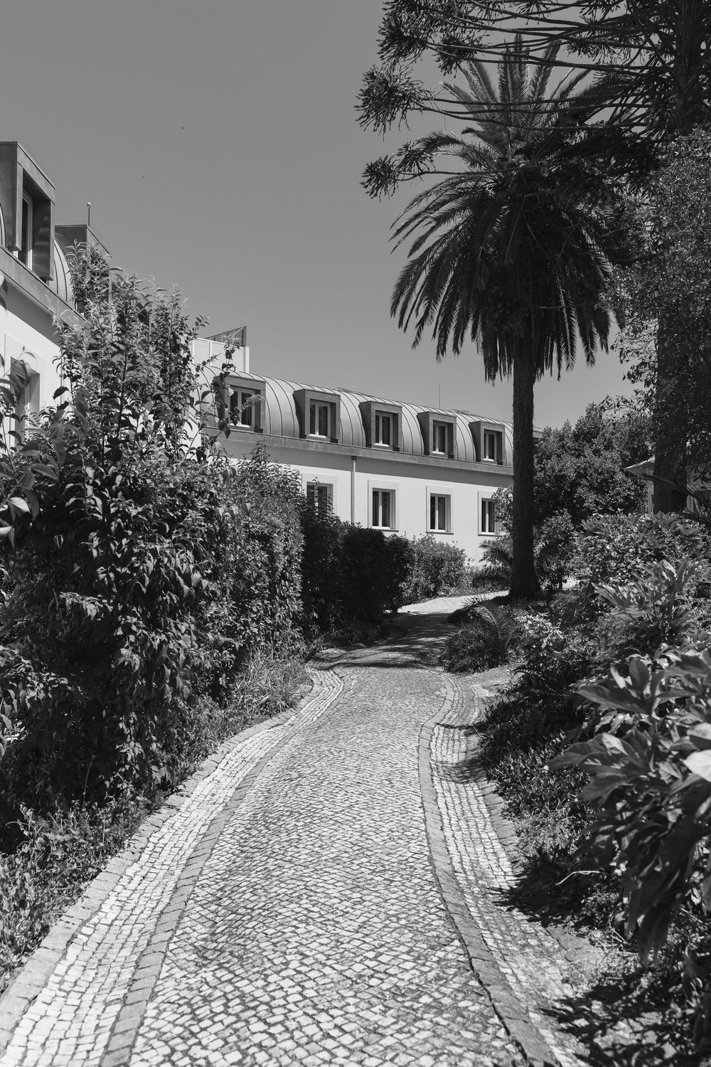 A winding cobblestone driveway leads to a white building with palm trees lining the path in bright sunlight.