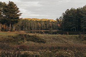 A scenic panoramic view of pine trees and rolling hills during autumn with golden sunlight.
