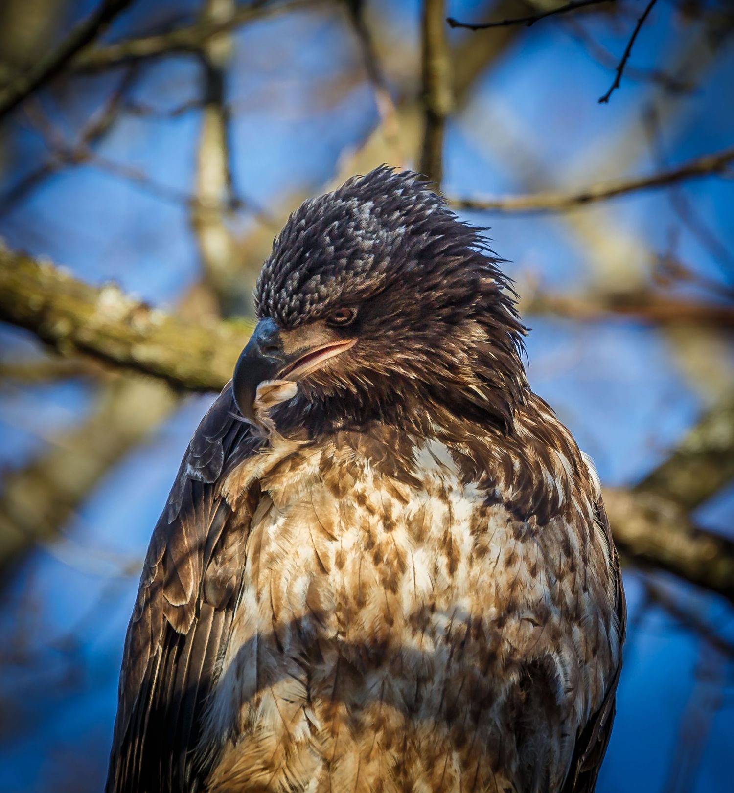 Bald Eagle