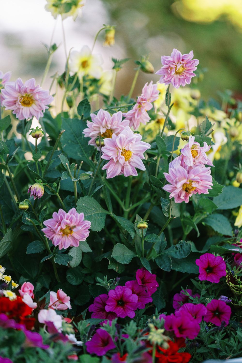 Pink dahlias and vibrant petunias bloom in a lush garden with soft natural lighting and green foliage background.