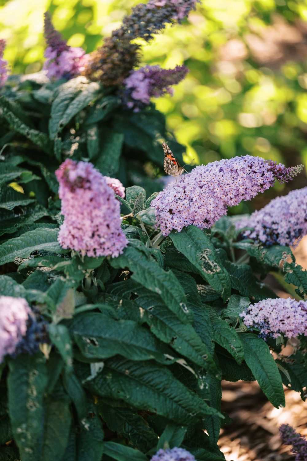 Purple butterfly bush flowers blooming in a garden with a monarch butterfly perched on the blooms.