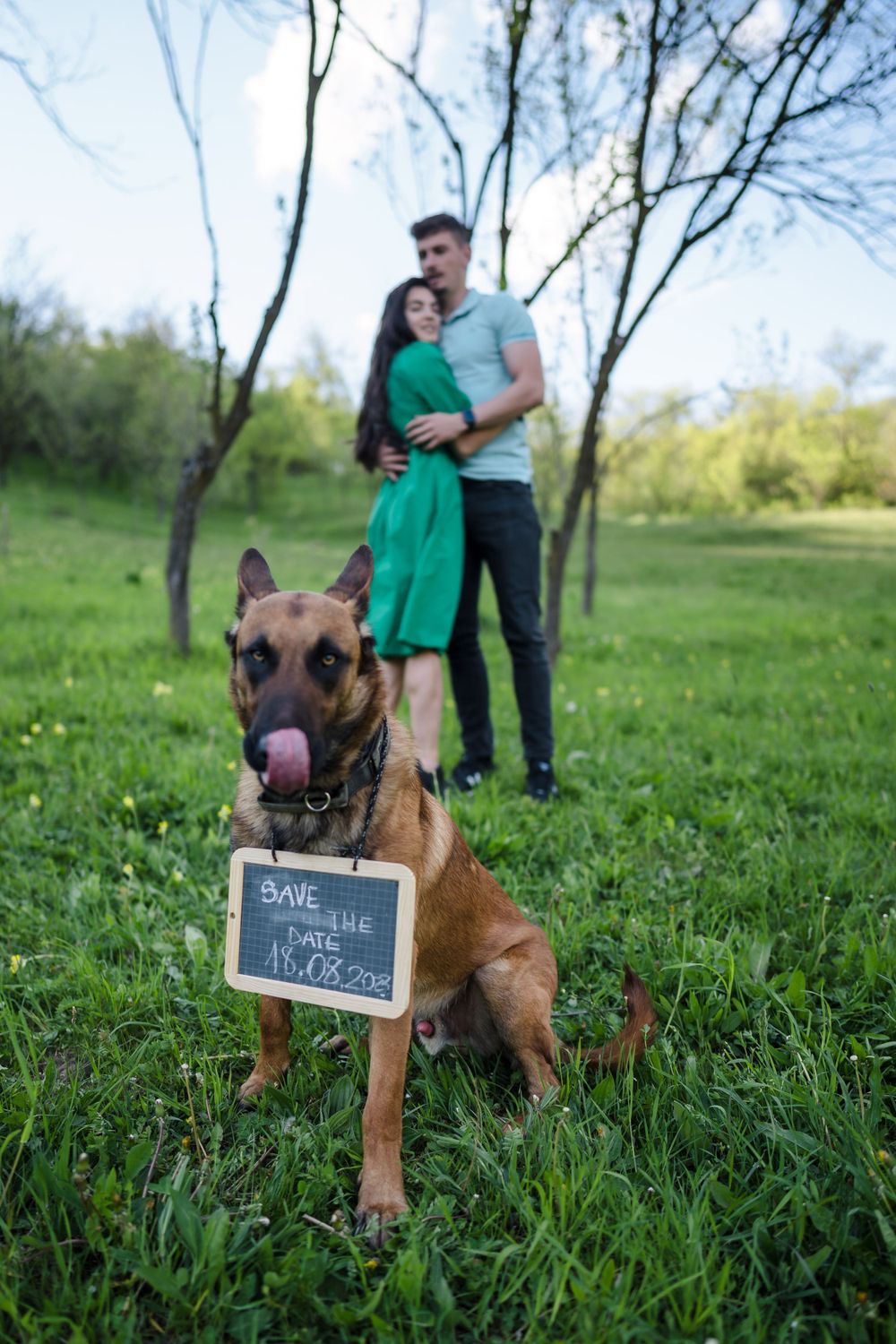 Brown Belgian Malinois dog posing next to chalkboard sign in grassy field.
